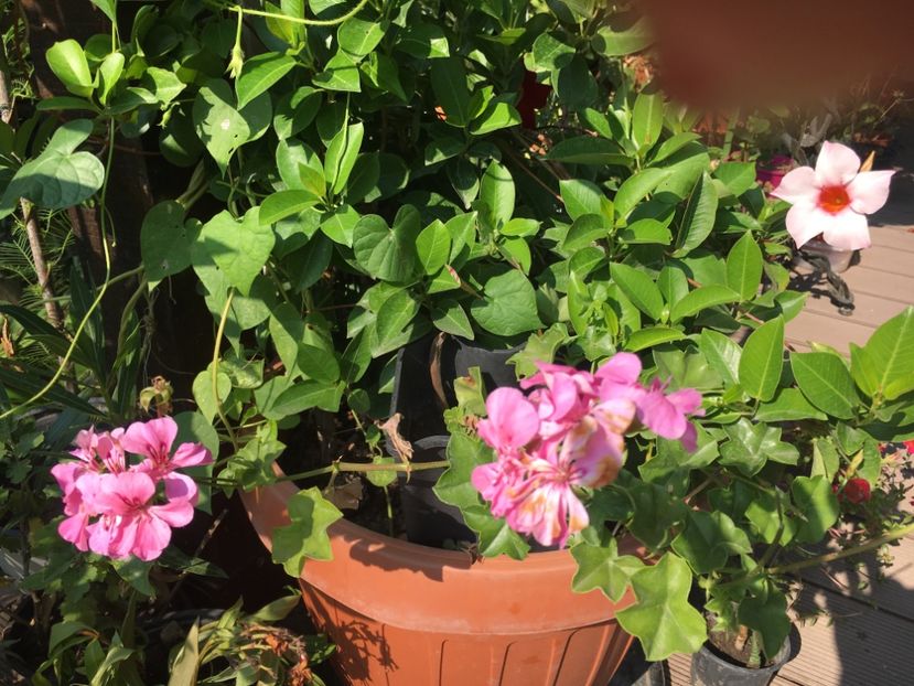 9FA74983-619A-4349-A5E0-9DCAD8FF396C - Muscate 2018