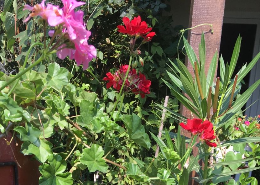 EACC0282-C1CF-46F6-93D1-987603207988 - Muscate 2018