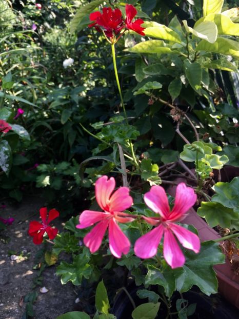 7E6E71C9-8543-4889-9B5F-C4A3D66FAAFC - Muscate 2018