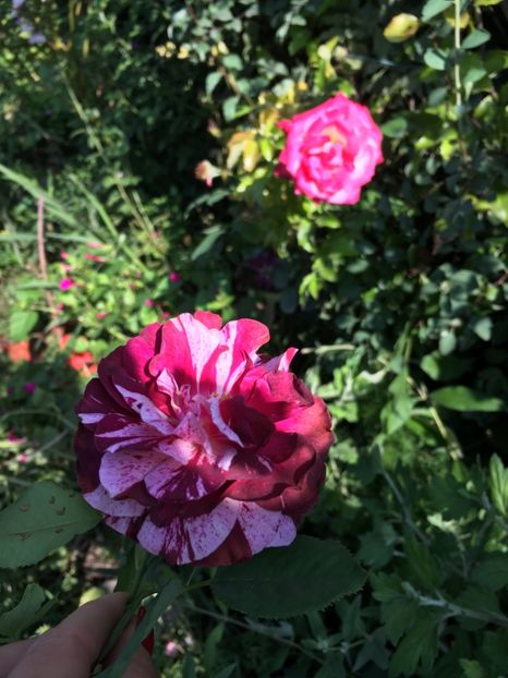 E9AB9FD9-D89E-485C-BA56-122845D2D28E - Trandafiri 2018 III