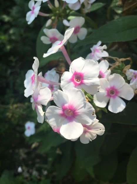 97E6CE48-DE56-4B79-959F-07FFA4679CCB - Flox 2018