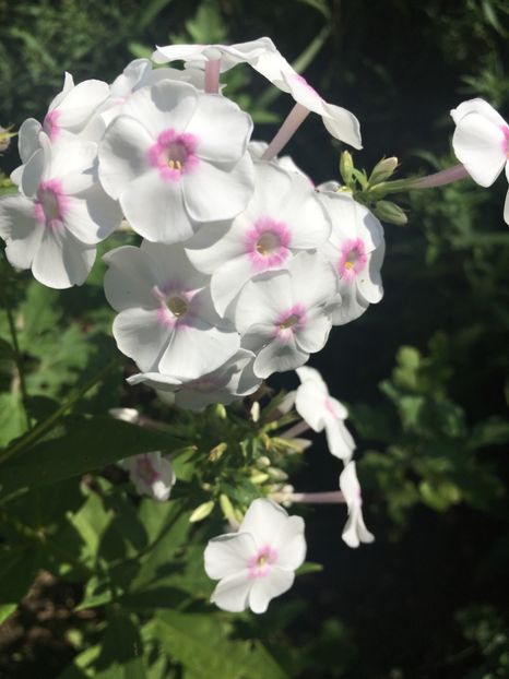 CE29C150-2A82-4D49-B416-900FA1AE5F0C - Flox 2018