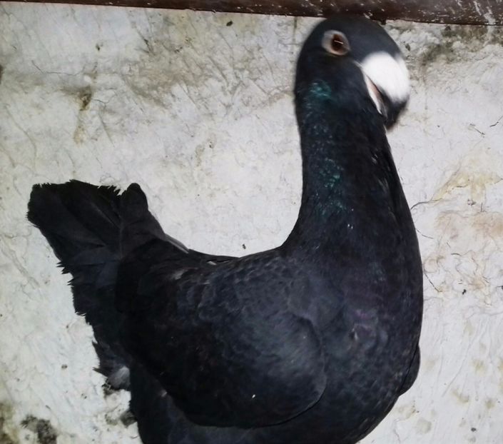 2017 - Voiajori Germani 2017