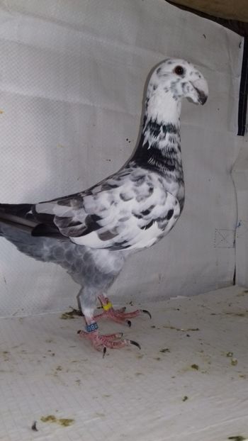 2018 - Voiajori Germani 2018