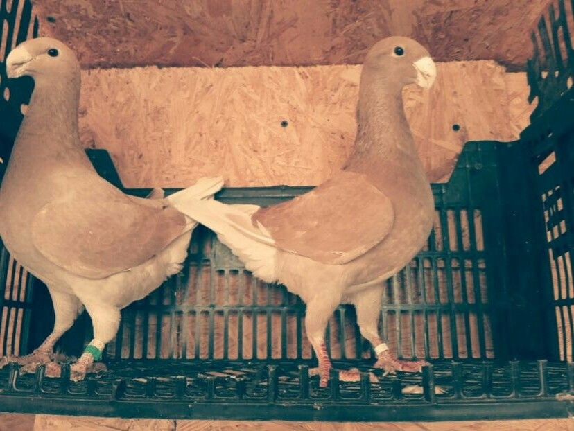 MAS 2015 - FEM 2015 - Voiajori Germani 2015 2016