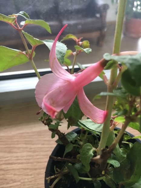 Shrimp Cocktail - Fucsii 2018