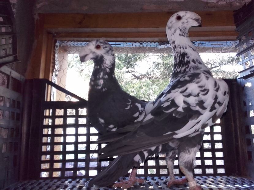 MAS 2015 - FEM 2015 - Voiajori Germani 2015 2016