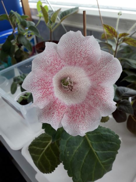 Septembrie 2018 - TIGRINA PINK