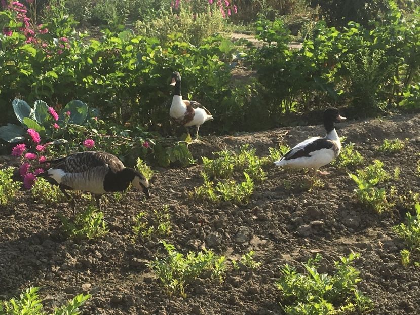  - Rațe Călifar Alb