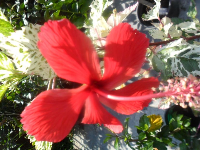  - hibiscusi 2018 7