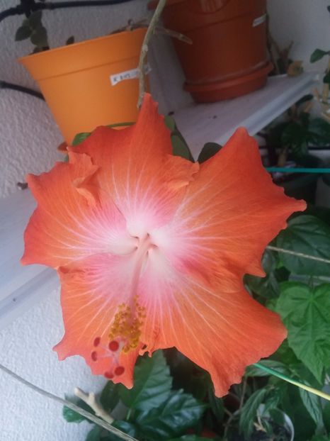 Sea Grape (11-09-2018) - Hibiscusi 2018