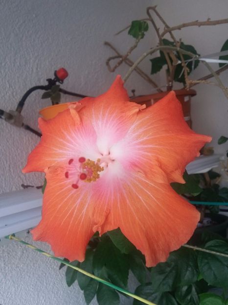 Sea Grape  (11-09-2918)' - Hibiscusi 2018