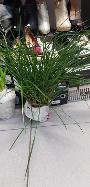 Maxillaria tenuifolia - Orhideele mele 2018