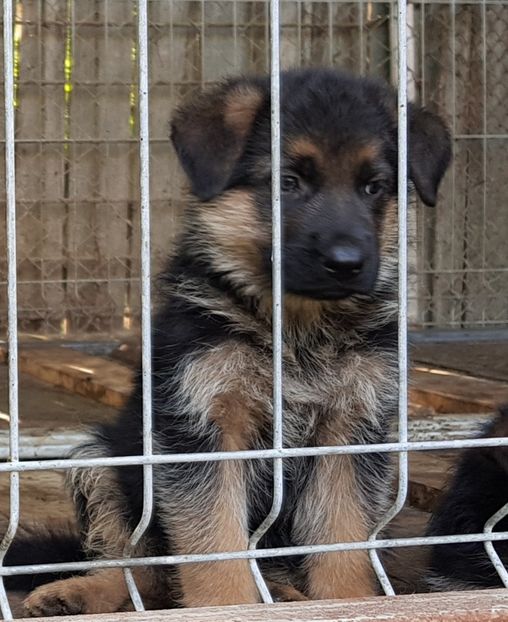 Anzo Vandut - De Vanzare