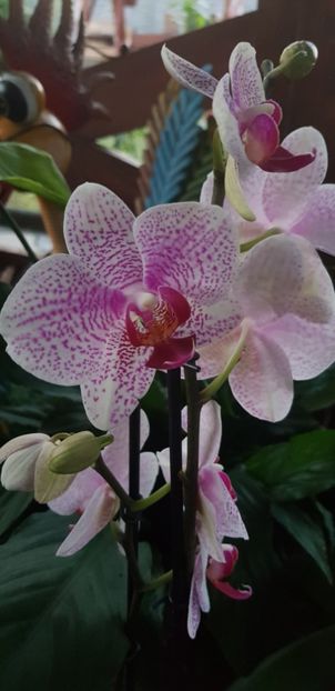 Beautiful smile sau Phal. 'Brother Little Spotty' - Orhideele mele 2018