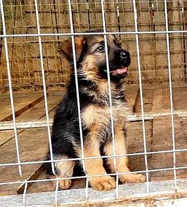 Ana Vanduta - De Vanzare