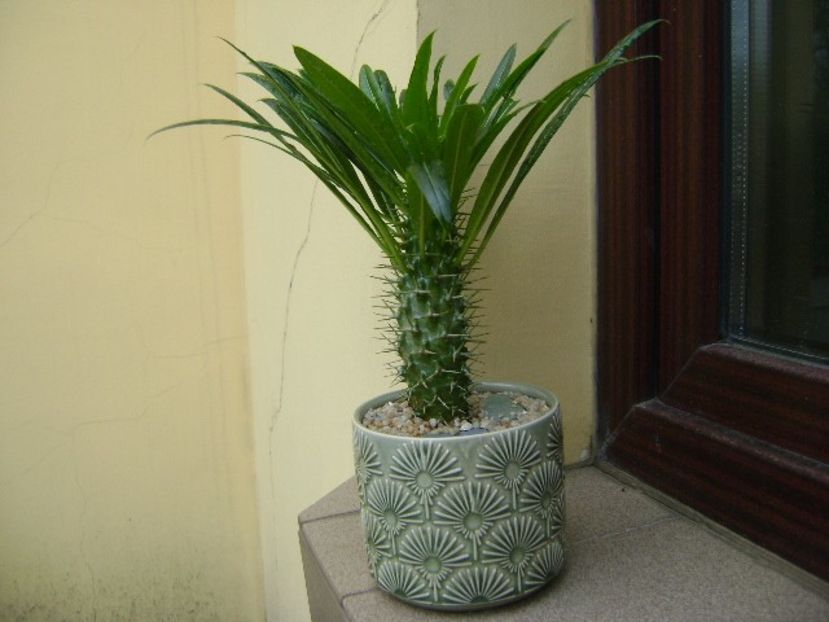 Pachypodium lamerei - Caudiciforme si bulbi 2018