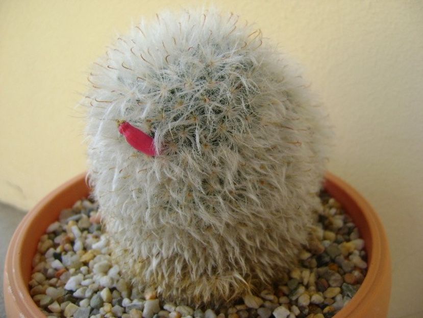Mammillaria bocasana cv. multilanata - Cactusi 2018 continuare