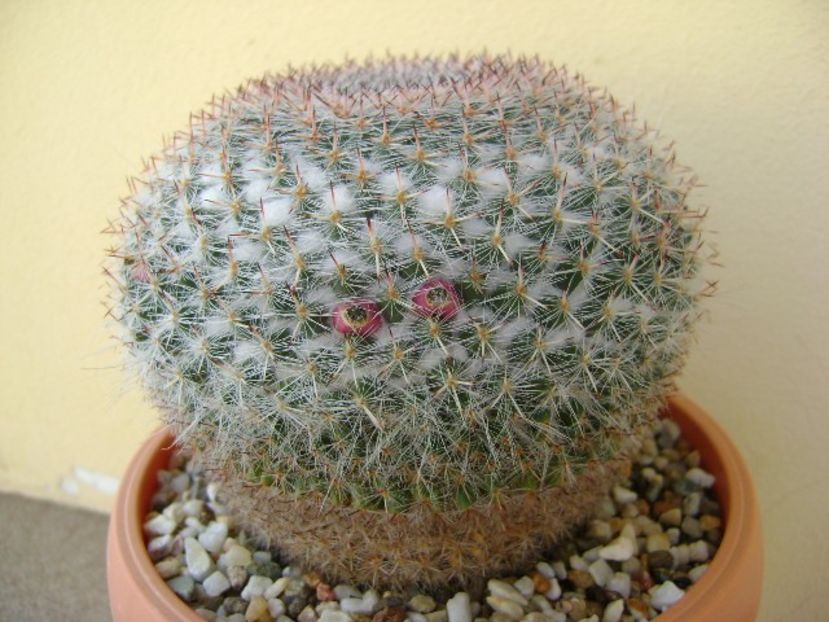 Mammillaria formosa ssp. chionocephala - Cactusi 2018 continuare