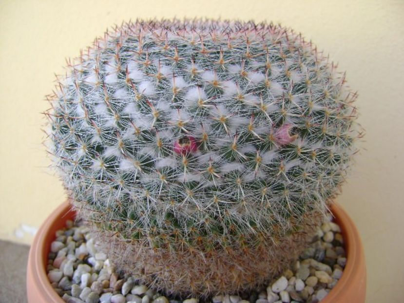 Mammillaria formosa ssp. chionocephala - Cactusi 2018 continuare
