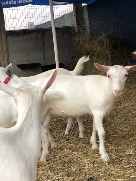 E05EB637-8F2F-4128-A863-7C5C91F16A82 - Capre saanen de vânzare!