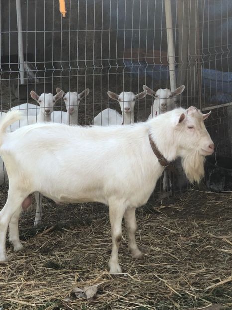 440D8BD5-53CA-406E-80A9-D70D044423D9 - Capre saanen de vânzare!