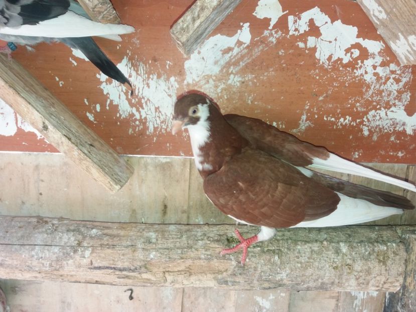 5186  femelă  2018 - Plecați ALBUM 2