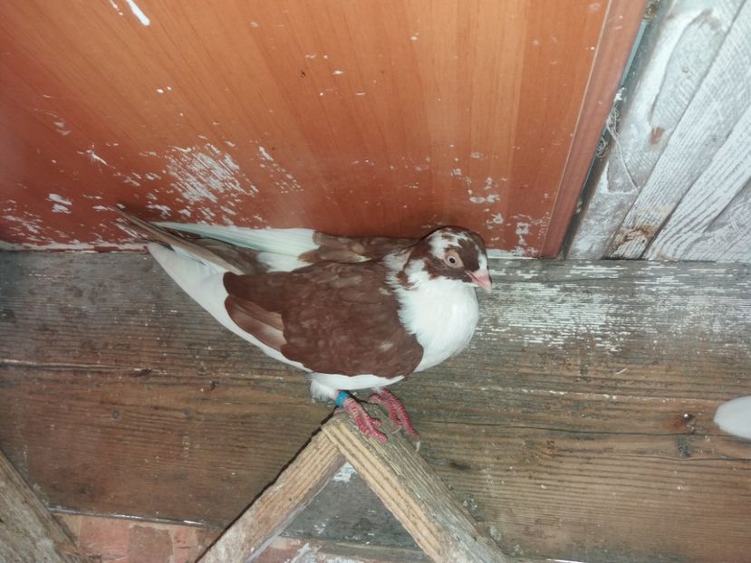 7104  mascul  2018 - Plecați ALBUM 2