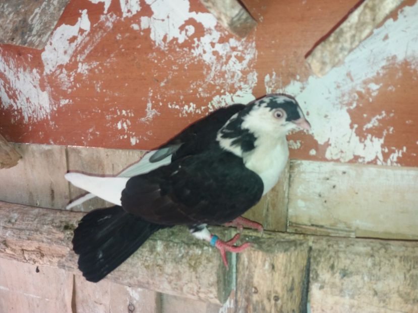 7138  femelă  2018 - Plecați ALBUM 2