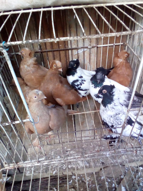  - vanzare au fost vanduti