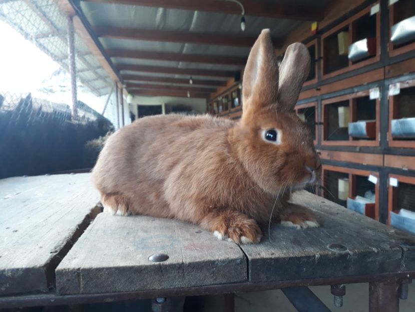  - A-IEPURI TINERET NEO ROSU