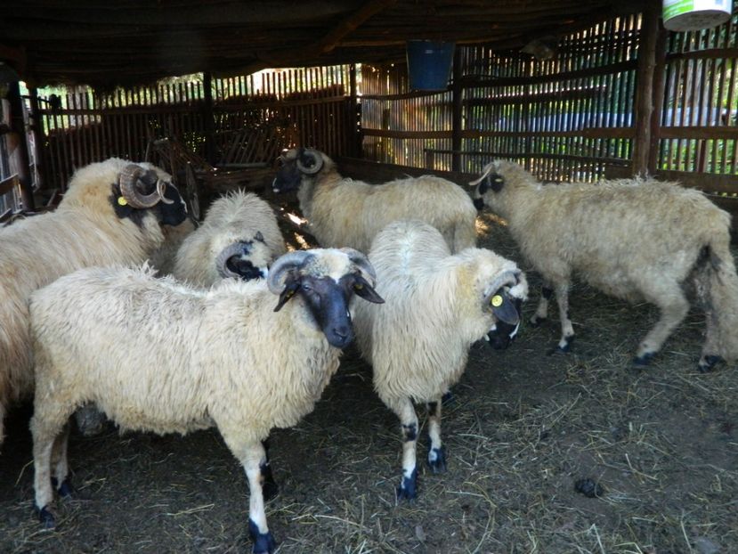  - Oile de la Stoieneasa 2016