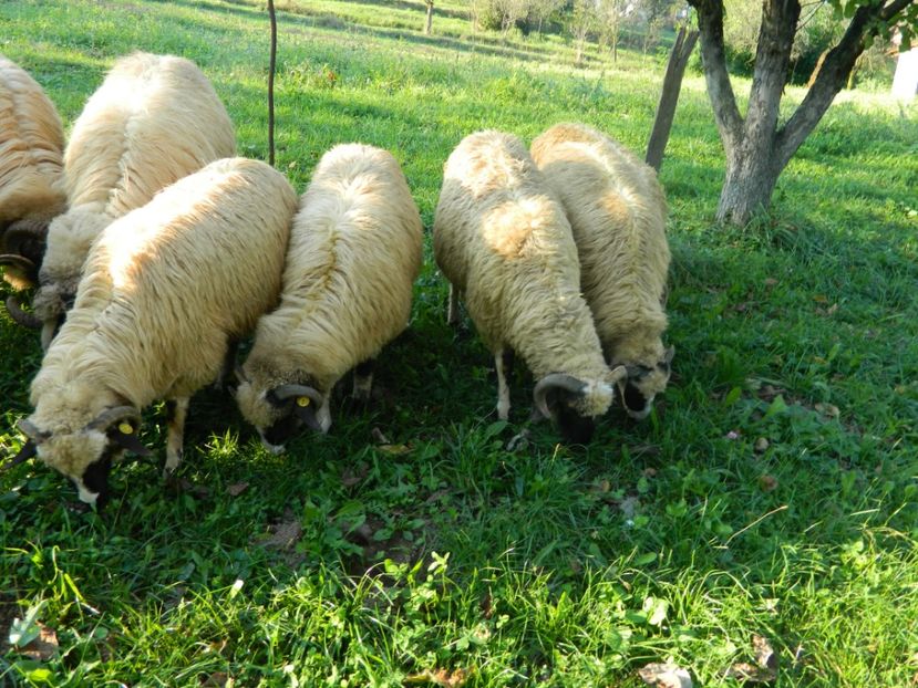  - Oile de la Stoieneasa 2016