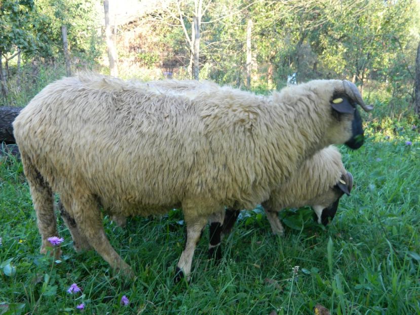  - Oile de la Stoieneasa 2016