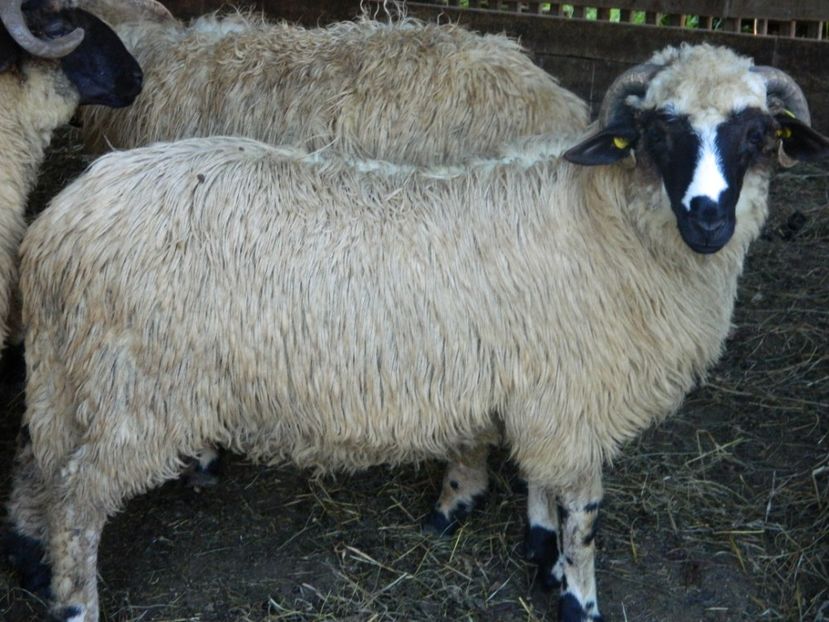  - Oile de la Stoieneasa 2016