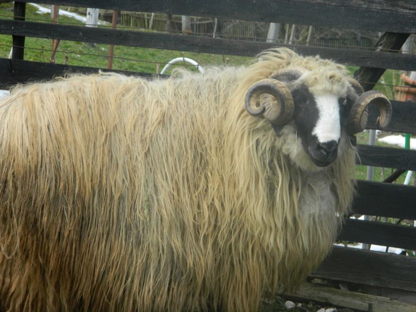 Picture 003 - 1NOATINI 2017