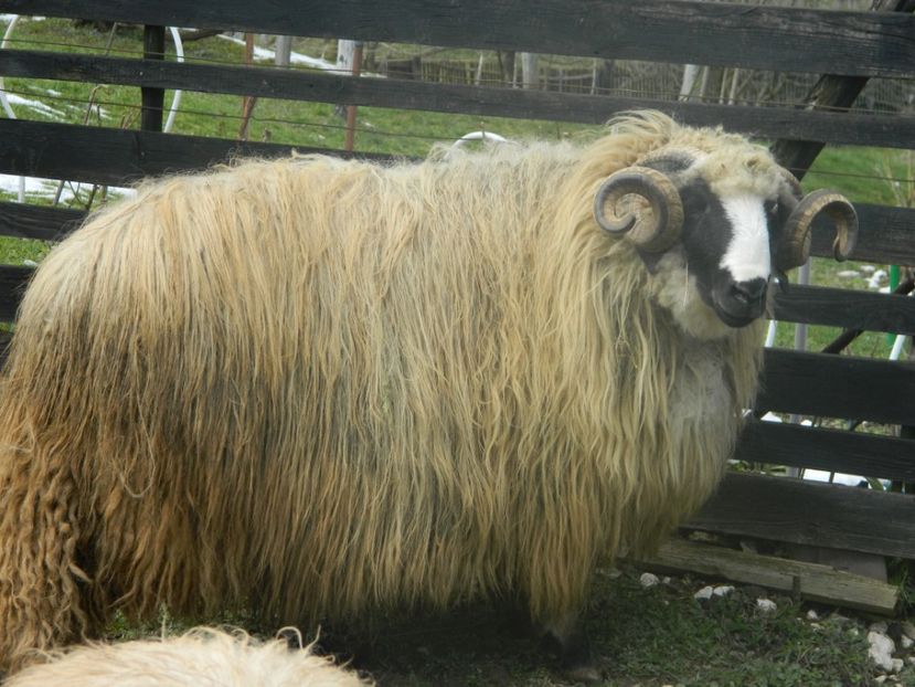 Picture 004 - 1NOATINI 2017