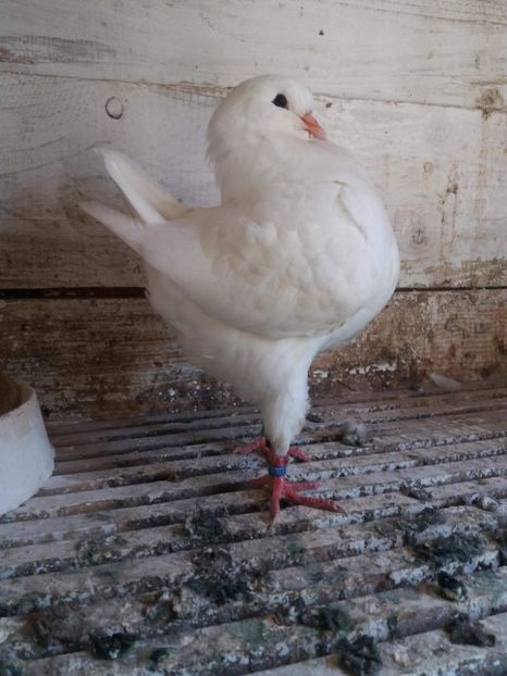 received_2387075694853316 - Kingi