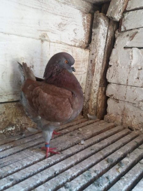 received_2106257772973366 - Kingi