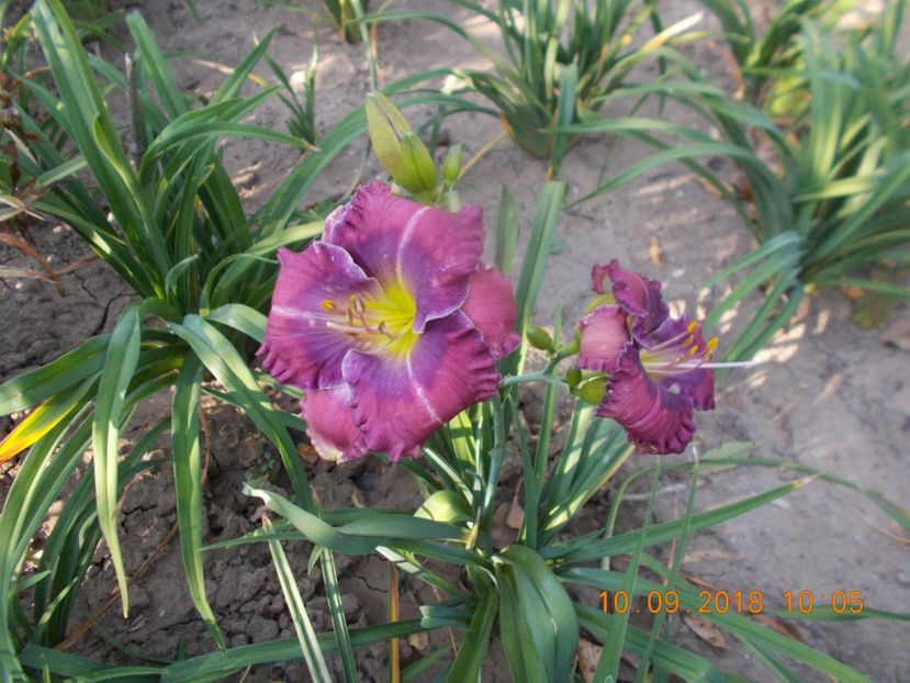  - Hemerocallis 2018