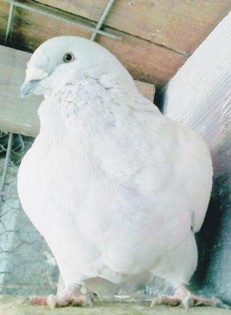  - - A - CRESCATOR POLIVALENT