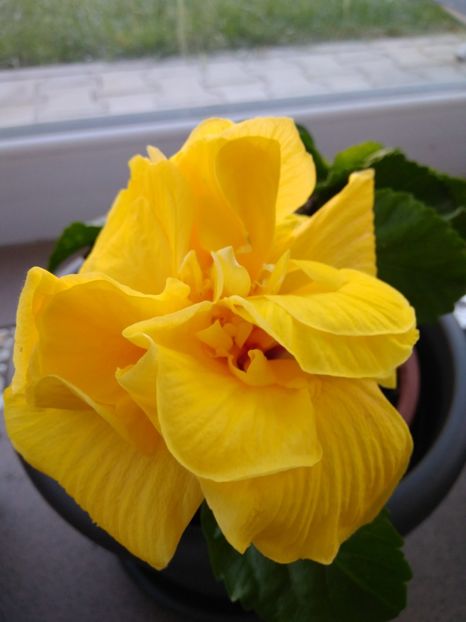  - CLASIC YELOW KEONING