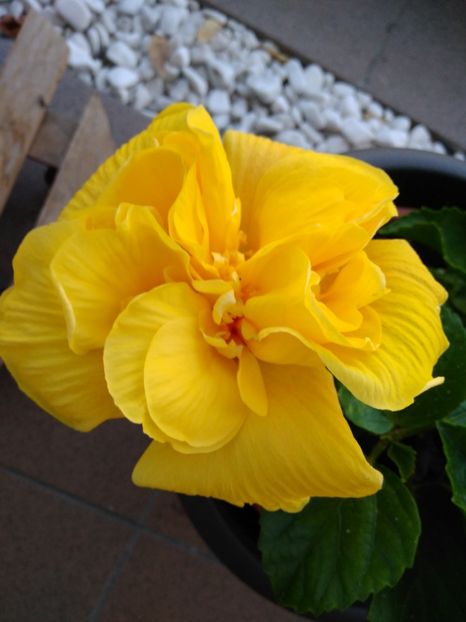  - CLASIC YELOW KEONING