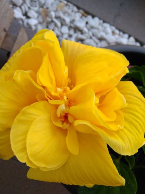  - CLASIC YELOW KEONING
