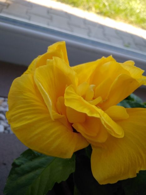  - CLASIC YELOW KEONING