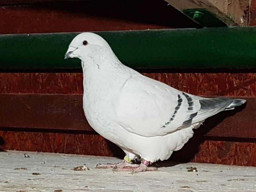 F-2017-6604 - 0-VRdF-de vanzare-2019