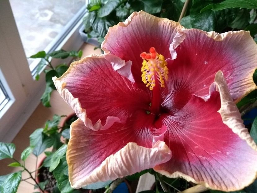  - Indian Divine Grace