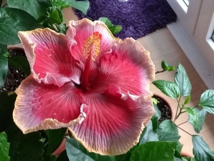  - Indian Divine Grace