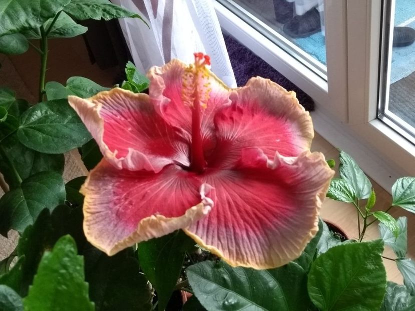  - Indian Divine Grace