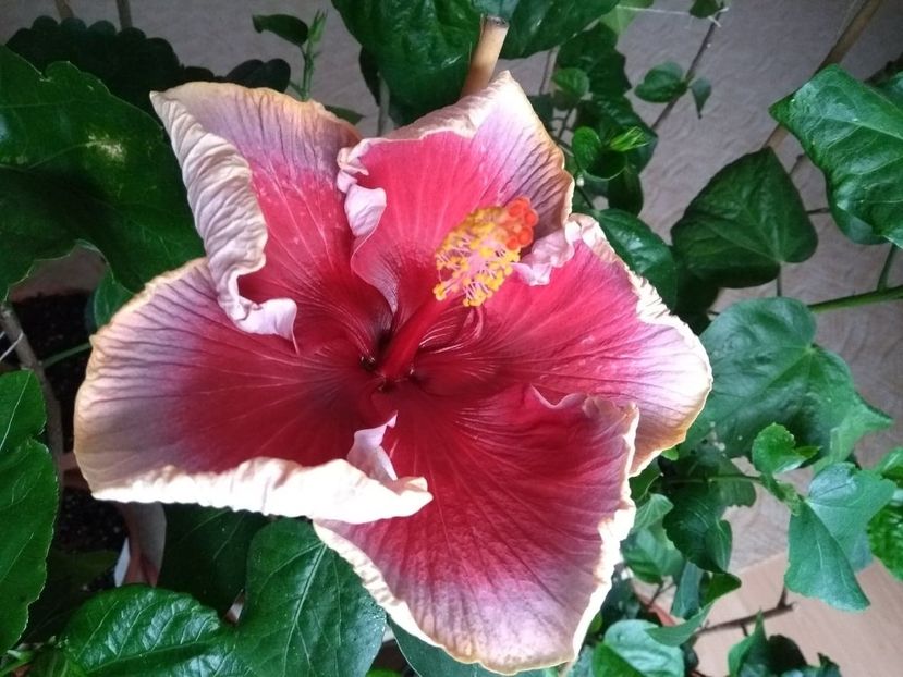  - Indian Divine Grace